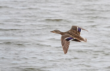 A female mallard flying across a lake. 
