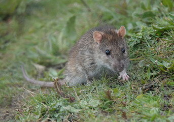 A brown rat, rattus norvegicus, climbing up a grass slope in a park. 