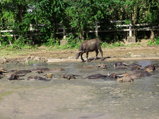 Buffaloes in farm soaking in water feeding