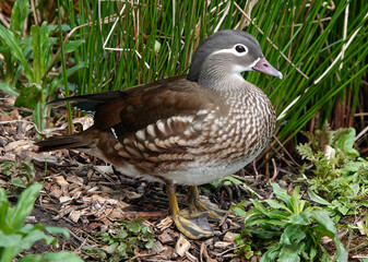 A female mandarin duck standing on the ground. 