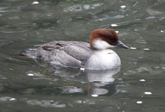 A female smew duck swimming in a pond. 
