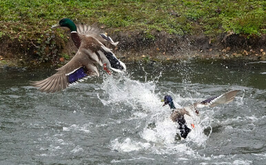 An aggressive mallard drake chasing a rival bird out of a pond. 