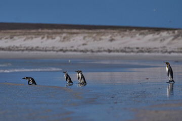 Group of Magellanic Penguins (Spheniscus magellanicus) going to sea at Volunteer Point in the...