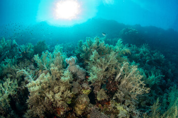Fototapeta na wymiar Yellow Soft Broccoli Coral (probably Litophyton arboreum) against the sun in coral reefs of Marsa Alam, Egypt