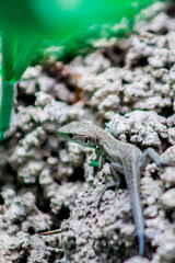 Colorful green lizard, reptile in the beautiful nature