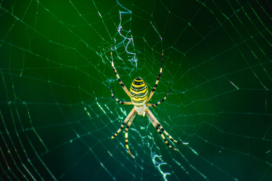 Garden spider, yellow and black insect on a beautiful web