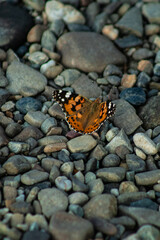 Fototapeta na wymiar Butterfly multicolored in a beautiful scene of nature