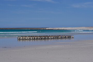 Large group of King Penguins (Aptenodytes patagonicus) walking along a sandy beach at Volunteer...