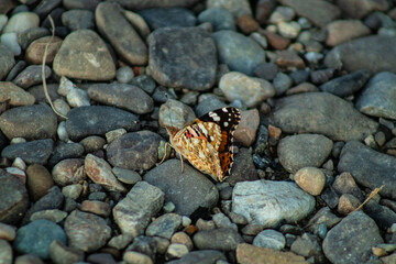 Butterfly multicolored in a beautiful scene of nature