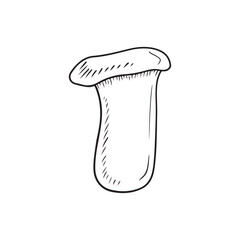 Pleurotus eryngii, king trumpet mushroom, French horn mushroom, eryngi, king oyster mushroom, king brown mushroom, boletus of the steppes, trumpet royale vector sketch vintage illustration.