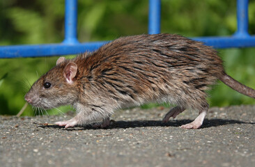 A brown rat, rattus norvegicus, also called a sewer rat or common rat on an urban footpath. 