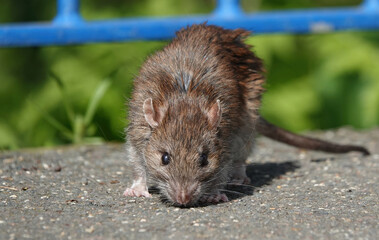 A head on view of a brown rat on a footpath. 