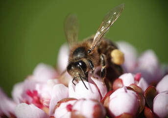 A closeup of a honey bee, apis mellifera, on pink Indian rhubarb flowers, darmera peltata. 