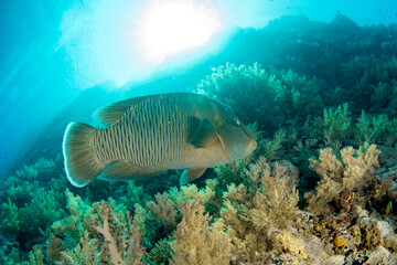 Closeup of the Humphead Wrasse / Napoleon wrasse / Napoleonfish (Cheilinus undulatus) among the soft corals of St Johns Reef, Egypt