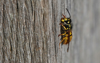 A European wasp extracting fibres from a wooden fence post for nest building purposes. 