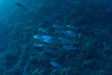 Fototapeta na wymiar A shoal of the Dogtooth tuna (Gymnosarda unicolor) above the coral reef in Marsa Alam, Egypt