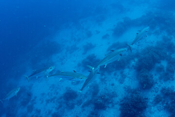 A group of the Dogtooth tuna (Gymnosarda unicolor) above the coral reef in Marsa Alam, Egypt