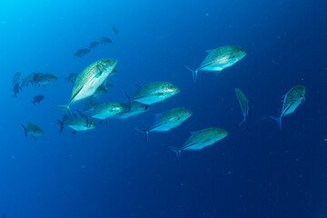 A shoal of the bluefin trevally / bluefin jack / bluefin kingfish / blue ulua (Caranx melampygus) on the coral reef of St Johns Reef, Red Sea, Egypt