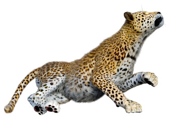 3D Rendering Big Cat Leopard on White