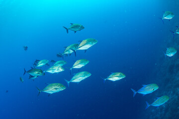 Fototapeta na wymiar A shoal of the bluefin trevally / bluefin jack / bluefin kingfish / blue ulua (Caranx melampygus) on the coral reef of St Johns Reef, Red Sea, Egypt