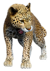 3D Rendering Big Cat Leopard on White