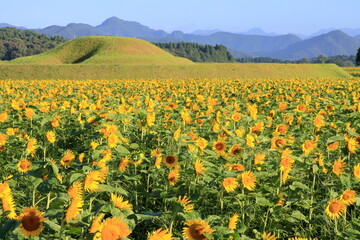 古墳とひまわり畑