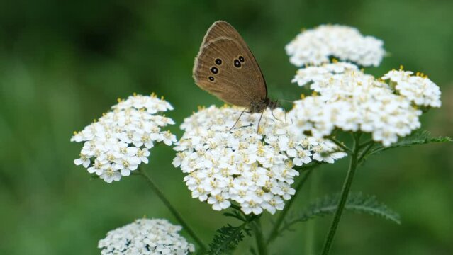 Closeup of  butterfly feeding on meadow flower. Achillea millefolium common yarrow white flowers, soft focus and foggy soft morning sunlight. Butterfly Ringlet. Aphantopus hyperantu