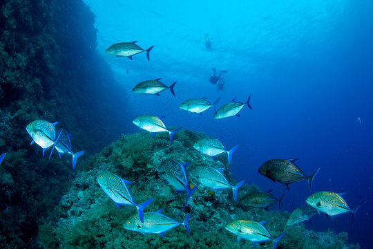 A shoal of the bluefin trevally / bluefin jack / bluefin kingfish / blue ulua (Caranx melampygus) on the coral reef of St Johns Reef, Red Sea, Egypt