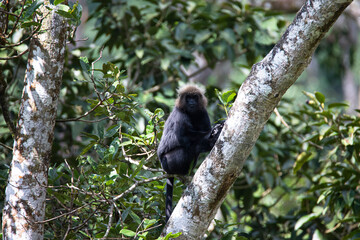 Nilgiri langur - monkey sitting on a tree branch