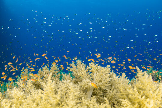 A group of Yellow Soft Broccoli Corals (probably Litophyton arboreum) under shoals of orange and silver fishes in blue water, Marsa Alam, Egypt