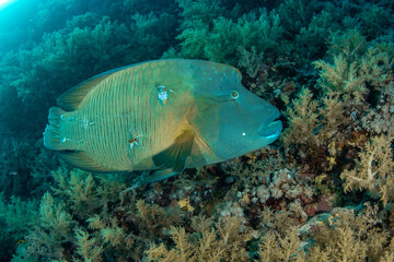 Closeup of the Humphead Wrasse / Napoleon wrasse / Napoleonfish (Cheilinus undulatus) on the coral reef of St Johns Reef, Egypt