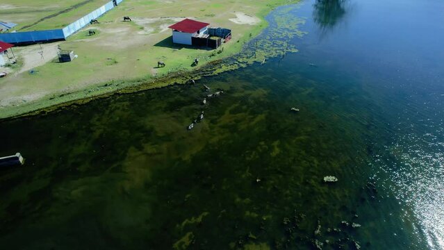Establish aerial view of a group of buffalo in Tiku swamp, Agam Regency, West Sumatra.
