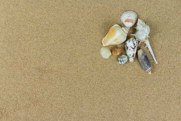 Fototapeta na wymiar pile of sea shells on clean beach sand. Close up, beach sand texture
