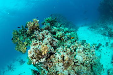 Fototapeta na wymiar View over a beautiful coral reef covered woth a cariety of soft and hard corals, Marsa Alam, Red Sea, Egypt