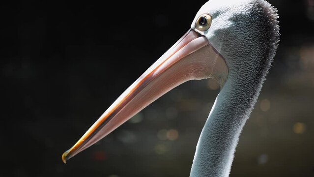 Head of Australian pelican close up