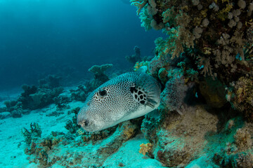 The stellate pufferfish / starry puffer / starry toadfish (Arothron stellatus) on the coral reef in St Johns Reef, Egypt - obrazy, fototapety, plakaty
