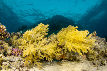 Fototapeta na wymiar Yellow Soft Broccoli Coral (probably Litophyton arboreum) in turquoise water of the coral reefs of Marsa Alam, Egypt