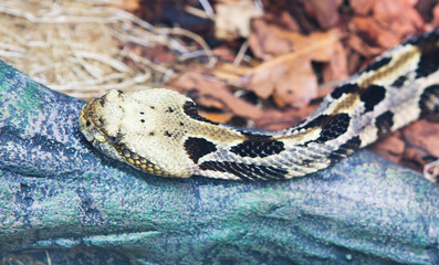 Timber Rattle snake.
It is a venomous snake from the family of vipers. The total length reaches 1.5-1.9 m. The head is wide and large. The body is thick and dense. Viviparous. It lives in America. Th - 687515168