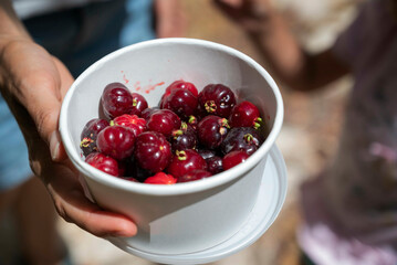 White plastic bowl full of harvested Pitanga (Eugenia uniflora) fruits. 