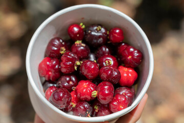 White plastic bowl full of harvested Pitanga (Eugenia uniflora) fruits. 