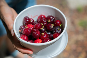 White plastic bowl full of harvested Pitanga (Eugenia uniflora) fruits. 