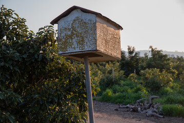 Biological pest control: Man made birdhouse, designed for The Barn Owl (Tyto alba), mounted on a pole in an avocado orchard 