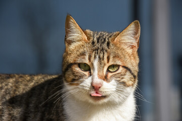 close up portrait of a cat - cat sticking tongue out