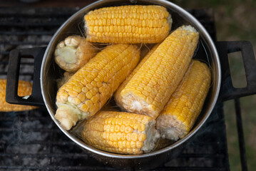 Shiny yellow sweet corn cobs boiled in a pot