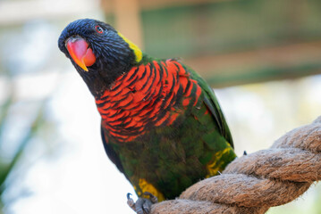 Portrait of a Rainbow lorikeet (Trichoglossus moluccanus) parrot, common along the eastern seaboard, from northern Queensland to South Australia, hidden behind wood