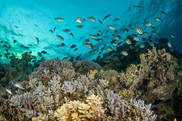 Naklejka na ściany i meble A shoal of smaller coral reef fishes above the hard coral (Acropora sp) in turquoise water of Marsa Alam, Egypt