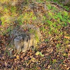 A small animal in the grass