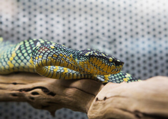 Temple Pitviper, Blue Pit Insular Viper.
 A very beautiful blue snake, endemic to the Lesser Sunda Islands in Indonesia. It leads an arboreal lifestyle, rarely found on earth. The body length of femal