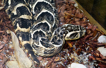 Puff Adder snake.
 This is one of the most common snakes on the African continent, they have a potent venom and long teeth (about 2-3 cm), the length of the reptile's body usually does not exceed one 
