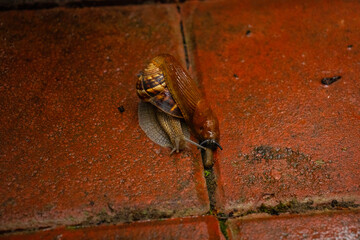 Limax and snail together on the ground, in a rainy day